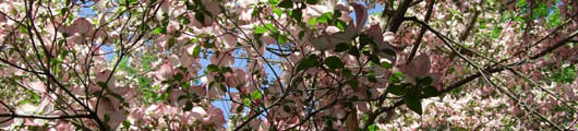 blossoms